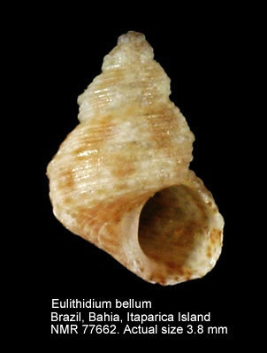 Eulithidium bellum.jpg - Eulithidium bellum(M.Smith,1937)